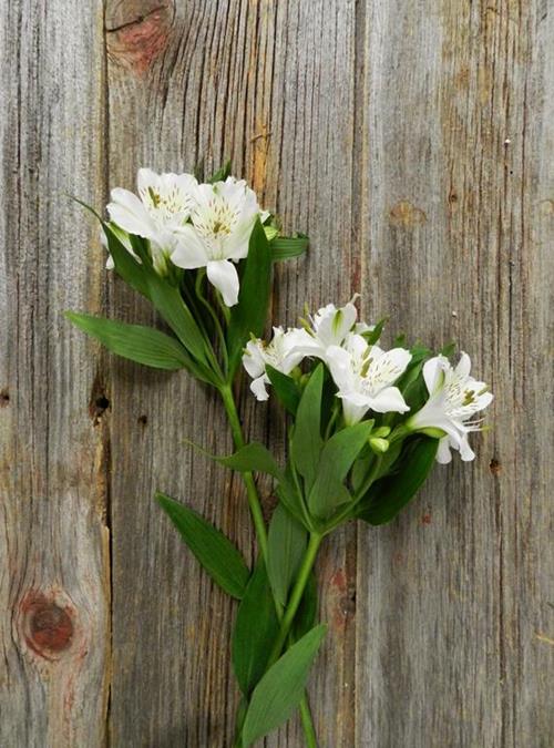 FUJI WHITE ALSTROEMERIA